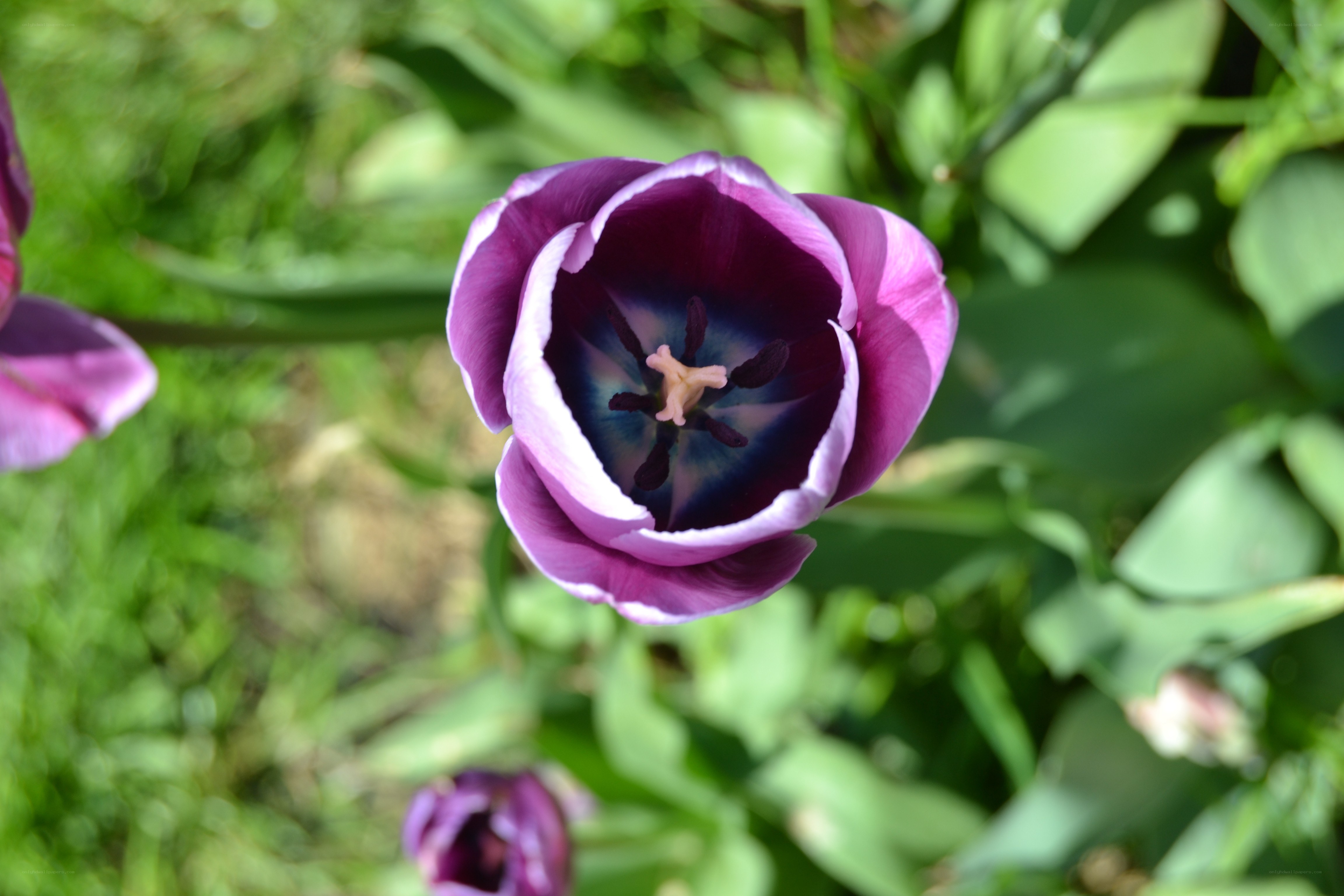 Purple tulip in bloom