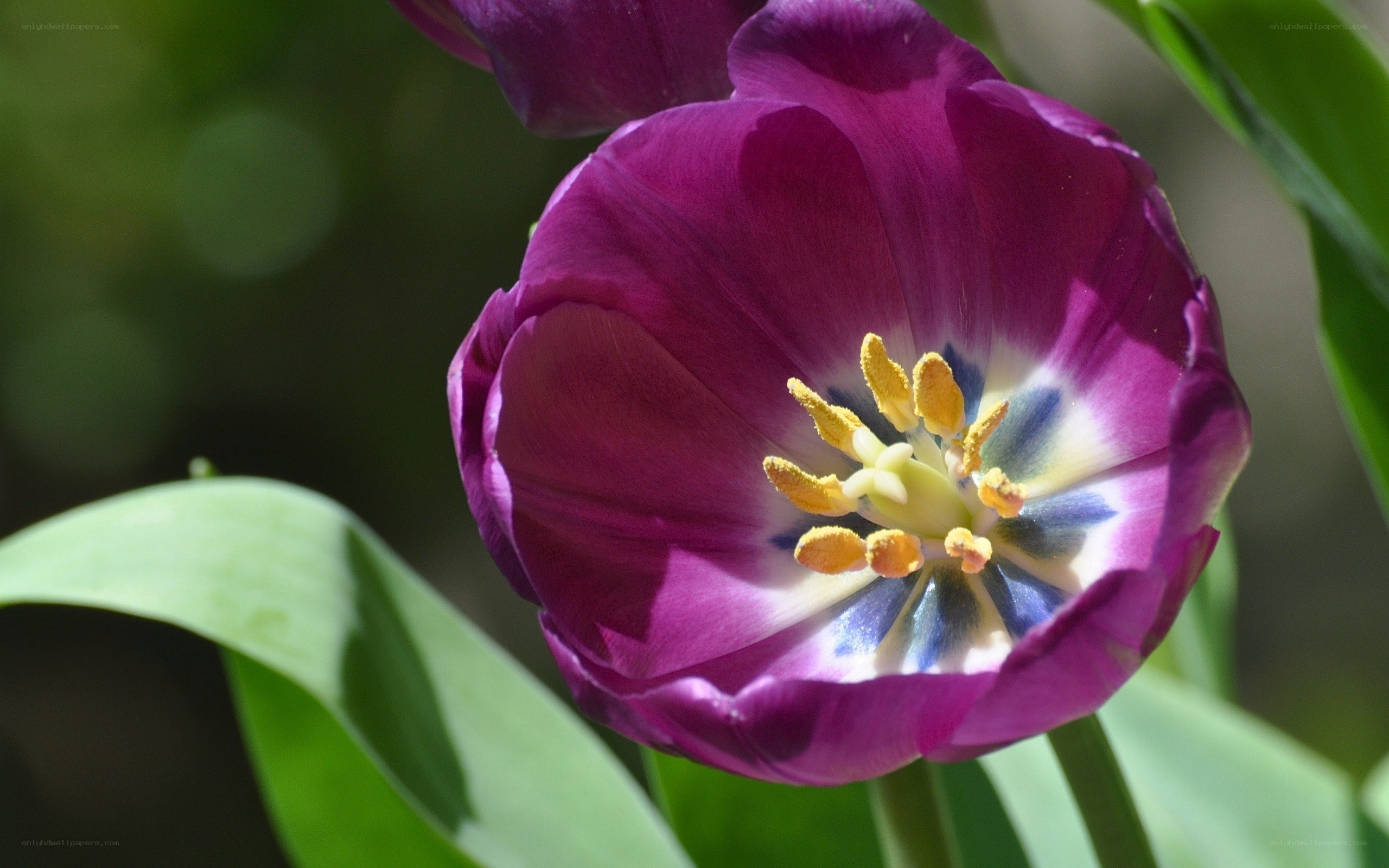 Purple tulip in bloom