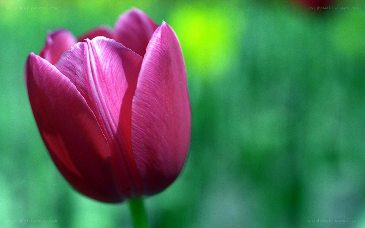 purple tulip in bloom