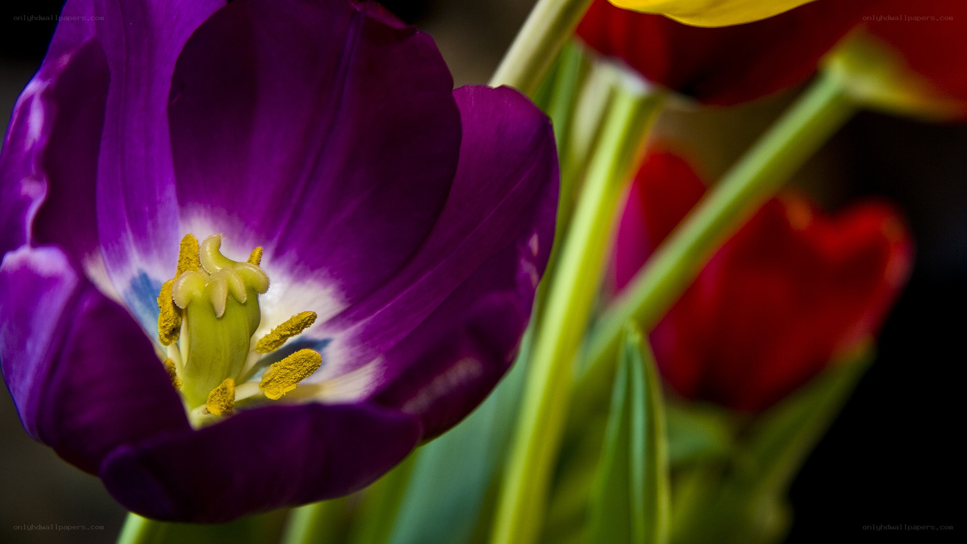 purple tulip in bloom