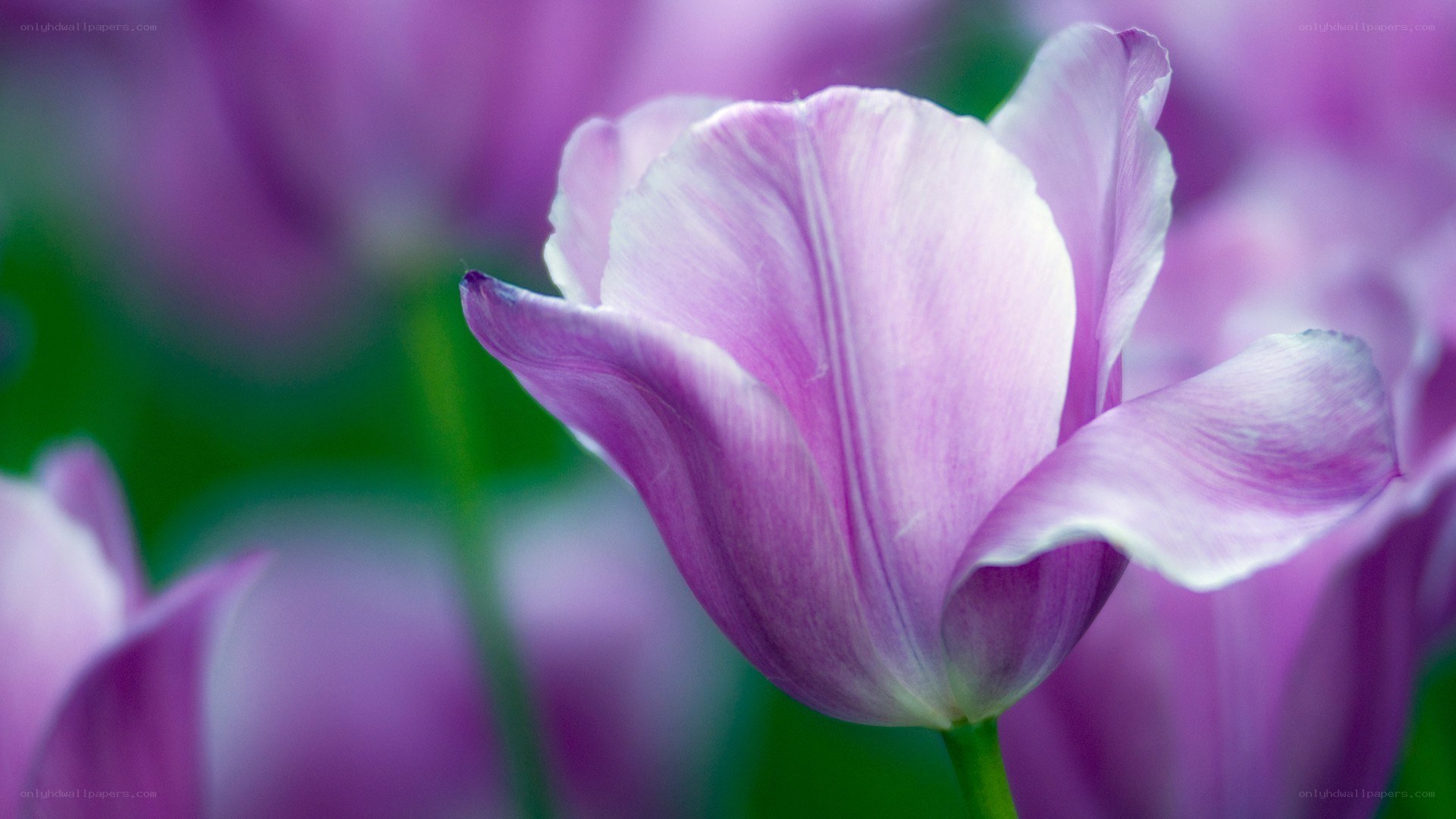 purple tulip in bloom