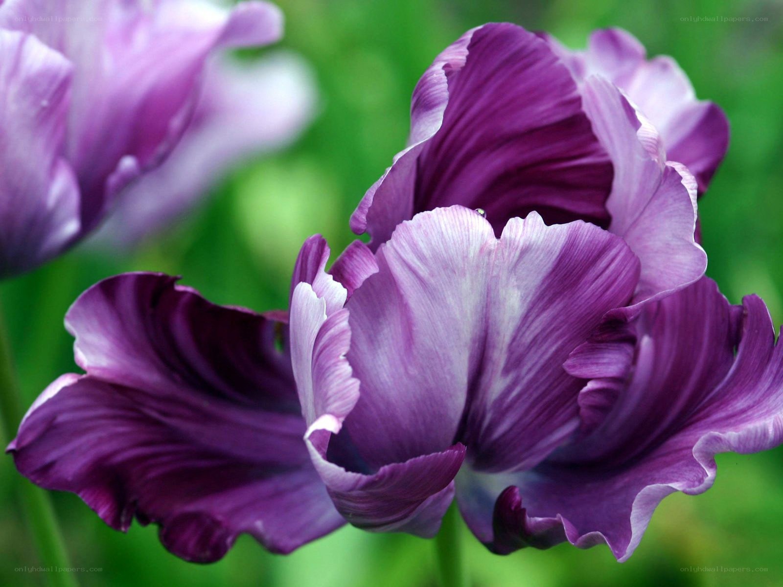 Purple tulip in bloom