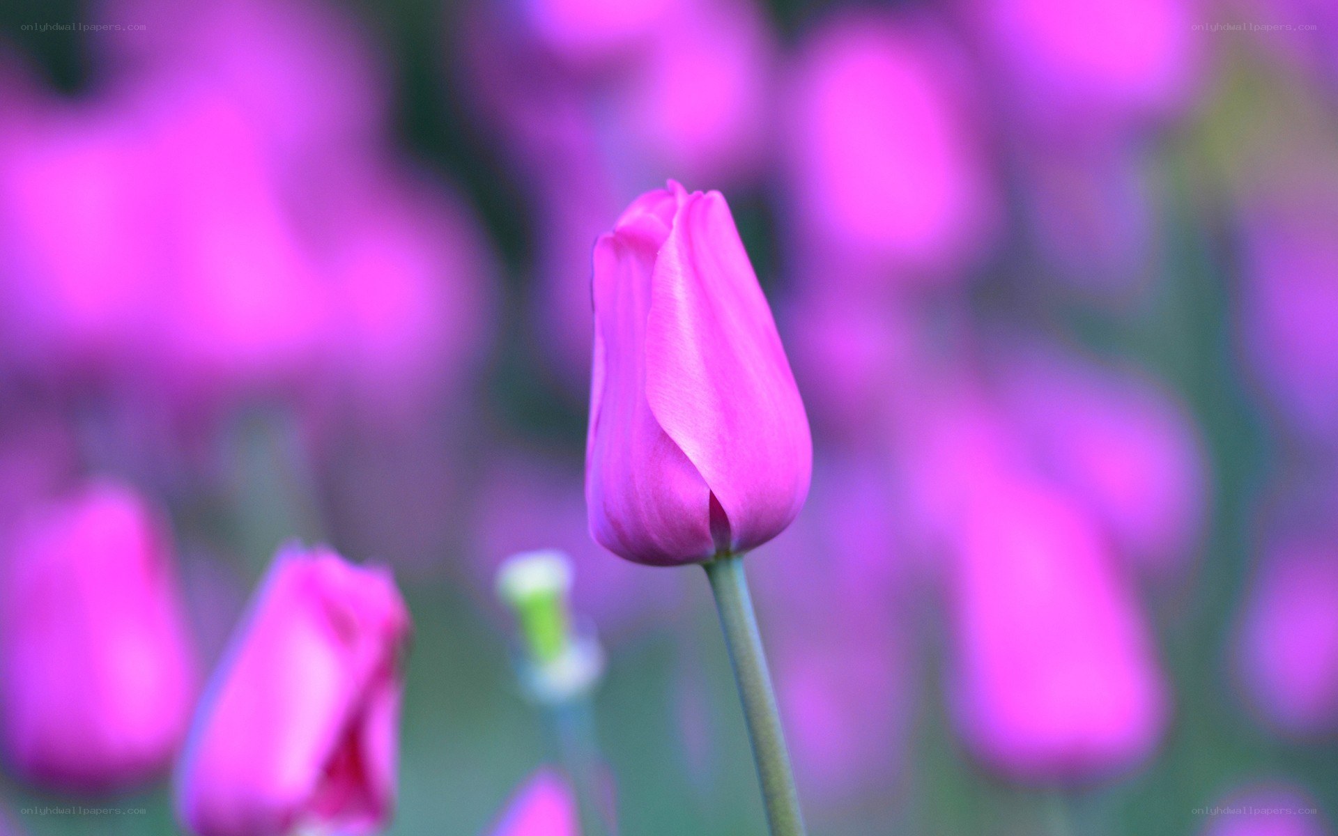 Purple tulip in bloom