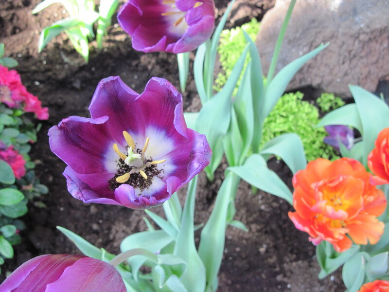 Purple Tulip in Bloom — Calm