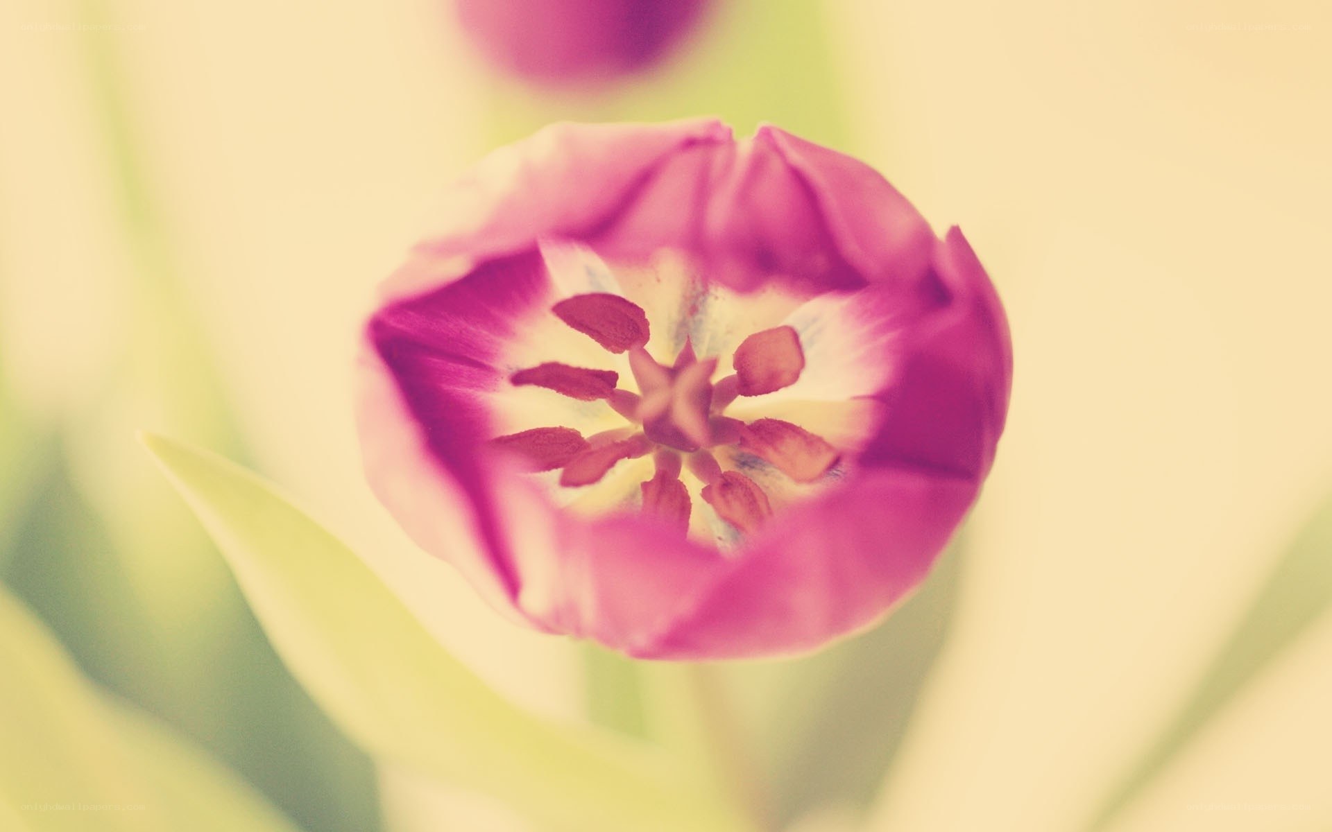 purple tulip in bloom