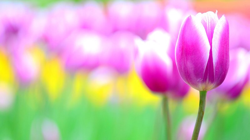 Purple Tulip in Field — Pink, Serene