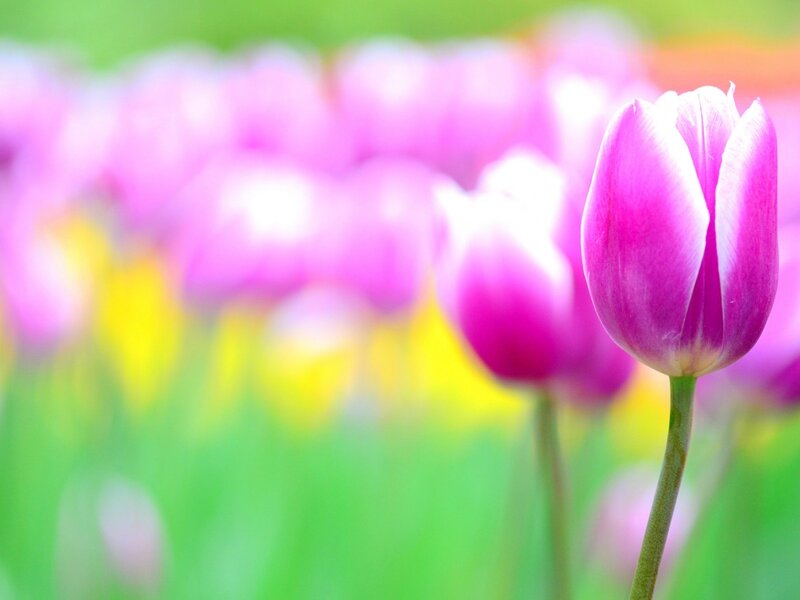 Purple Tulip in Field — Pink