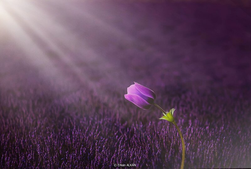 Purple Tulip in Field — Serene, Morning