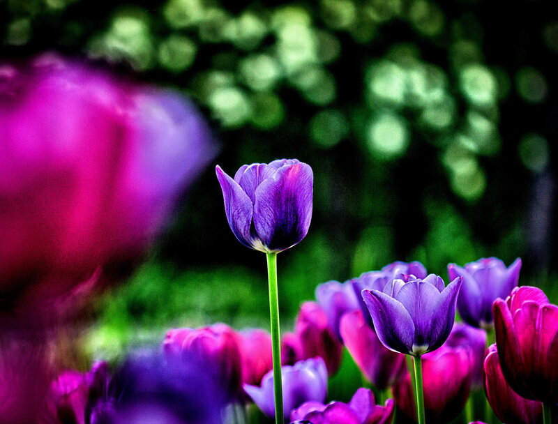 Purple Tulip in Field — Serene, Spring, Photograph