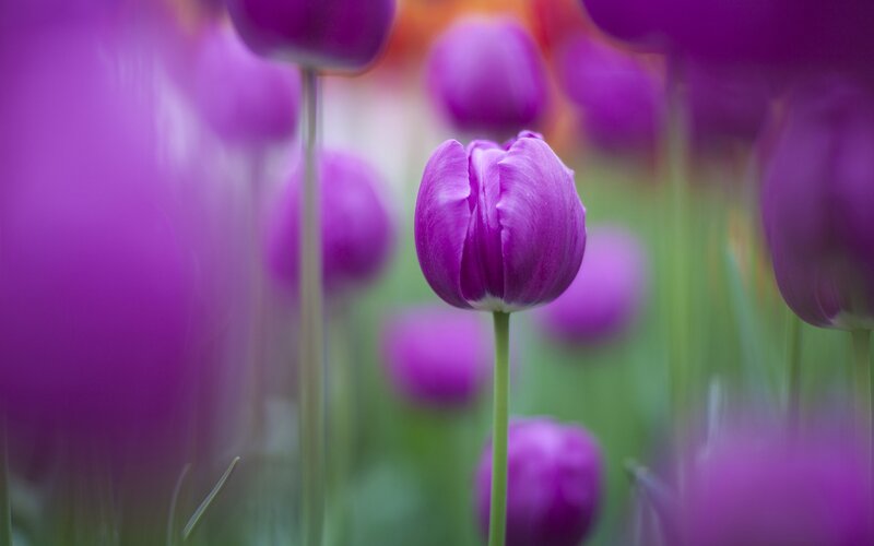 Purple Tulip in Field — Serene, Spring