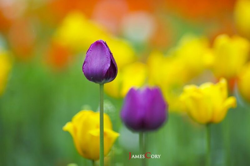 Purple Tulip in Field — Serene