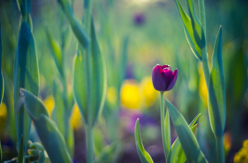 Purple Tulip in Field