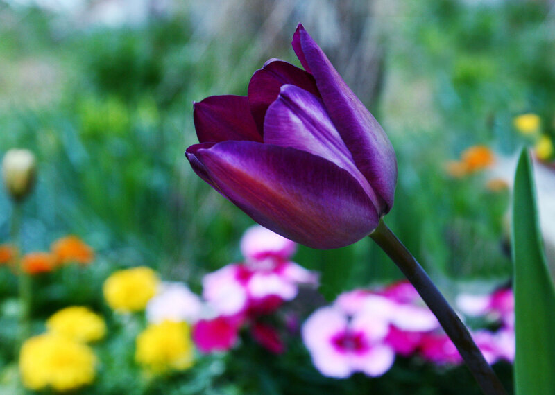 Purple Tulip in Garden — Calm