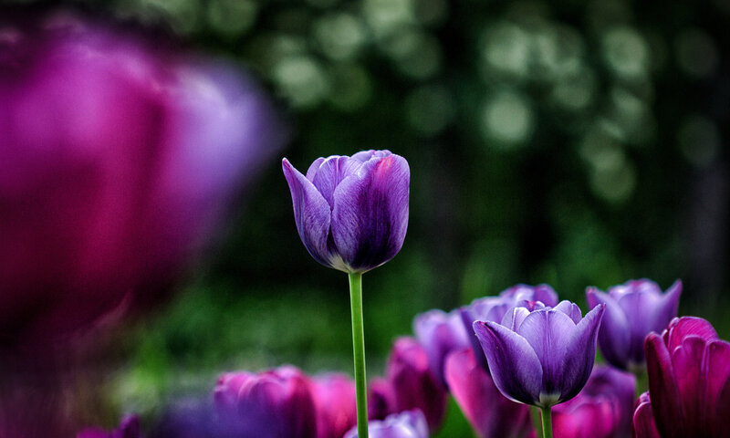 Purple Tulip in Garden — Serene, Spring