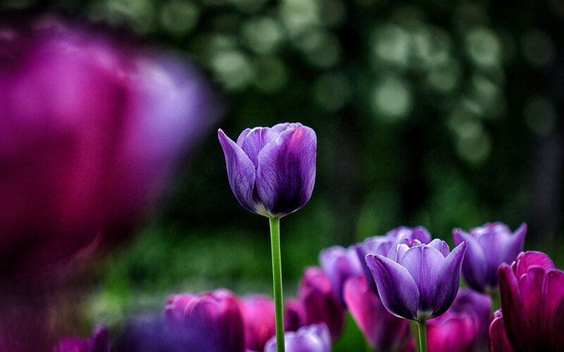Purple Tulip in Garden — Serene