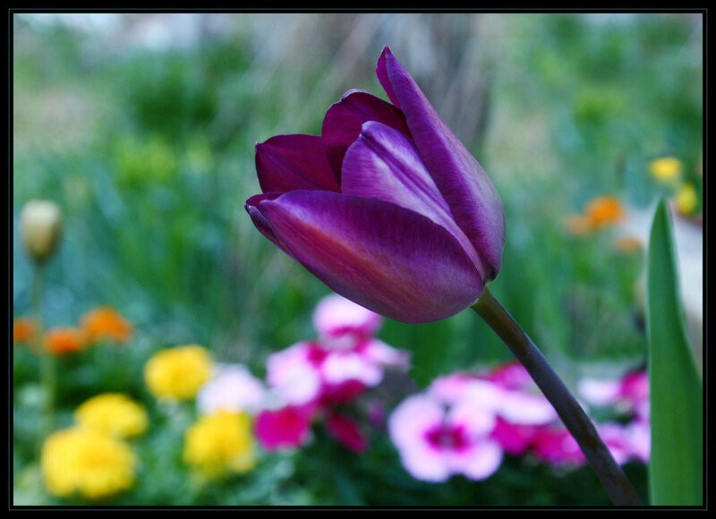 Purple tulip in garden