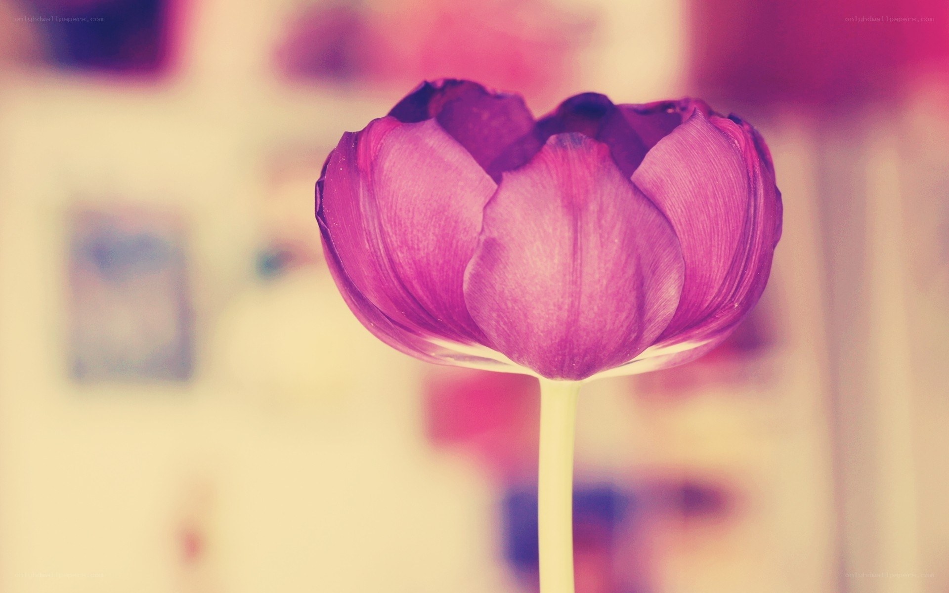 Purple tulip in soft focus