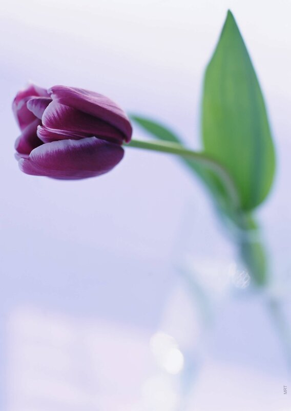 Purple tulip in soft light