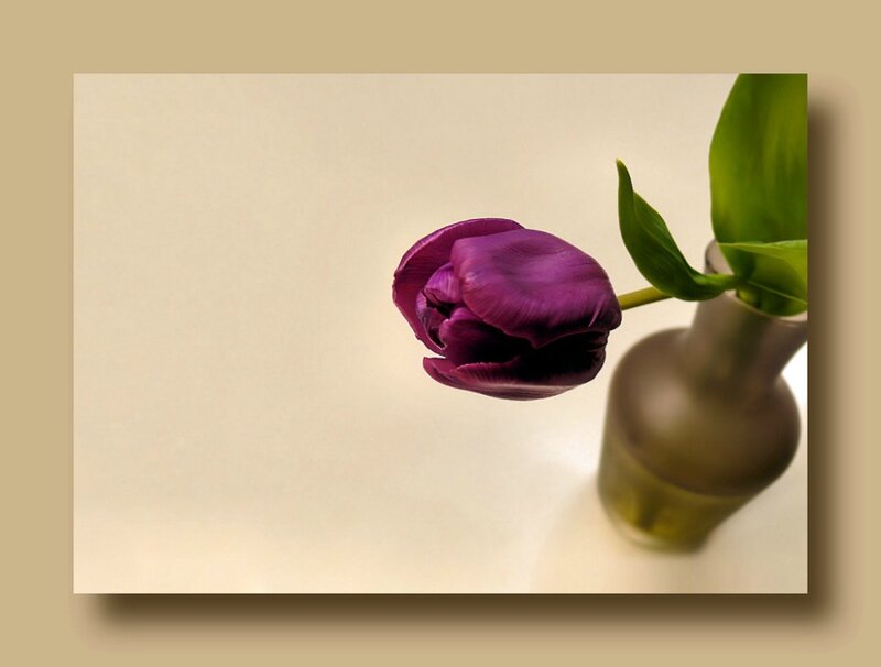 Purple Tulip in Vase — Serene