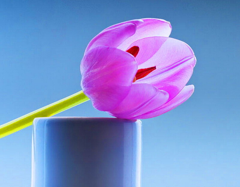 Purple Tulip in Vase