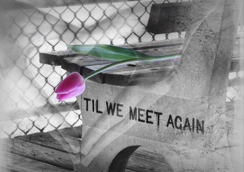 Purple Tulip on Bench