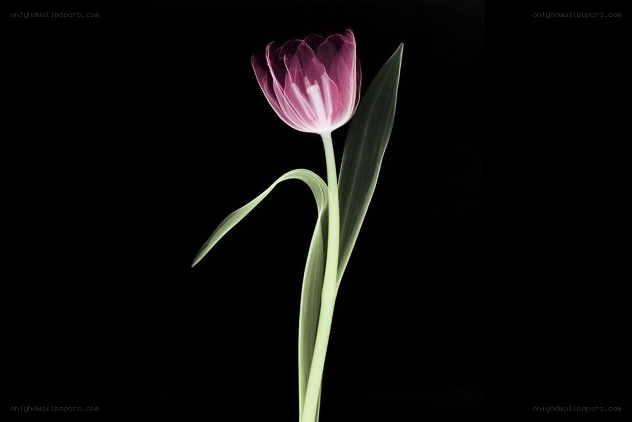 purple tulip on black background