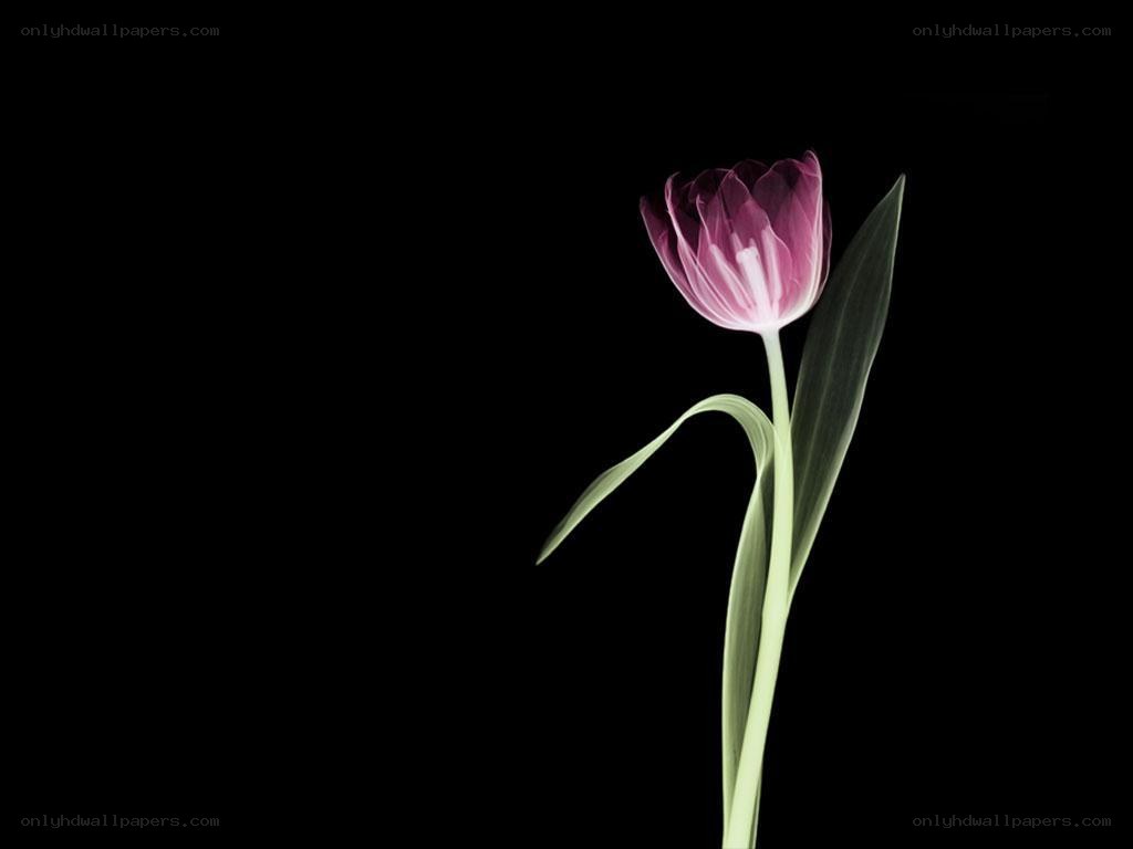 purple tulip on black background