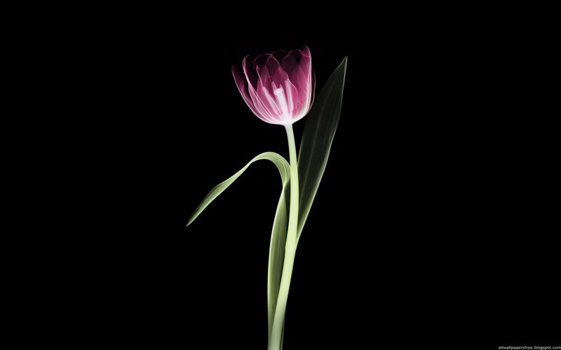 purple tulip on black background