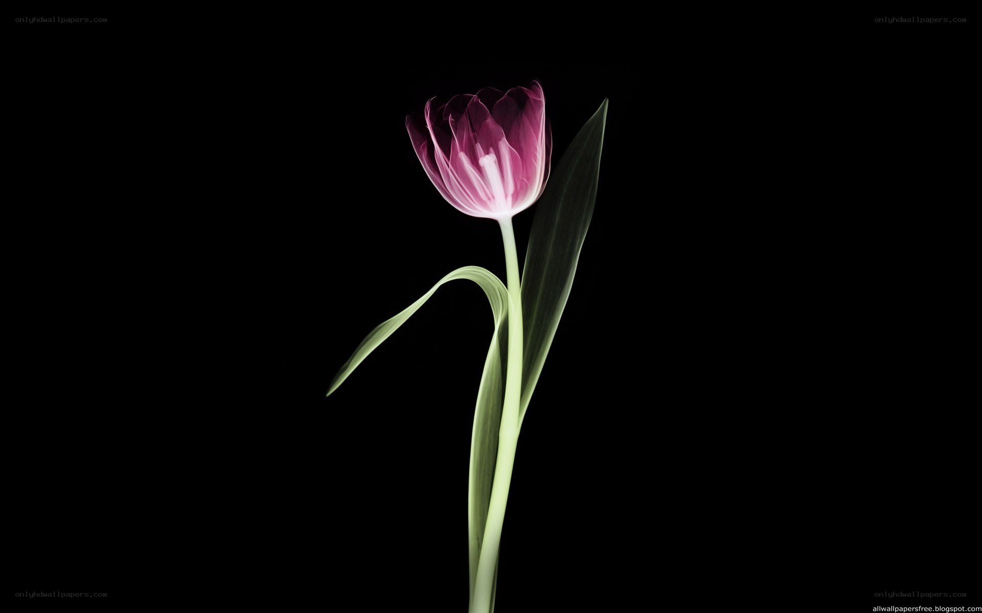 purple tulip on black background