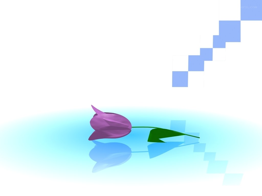 purple tulip on blue surface