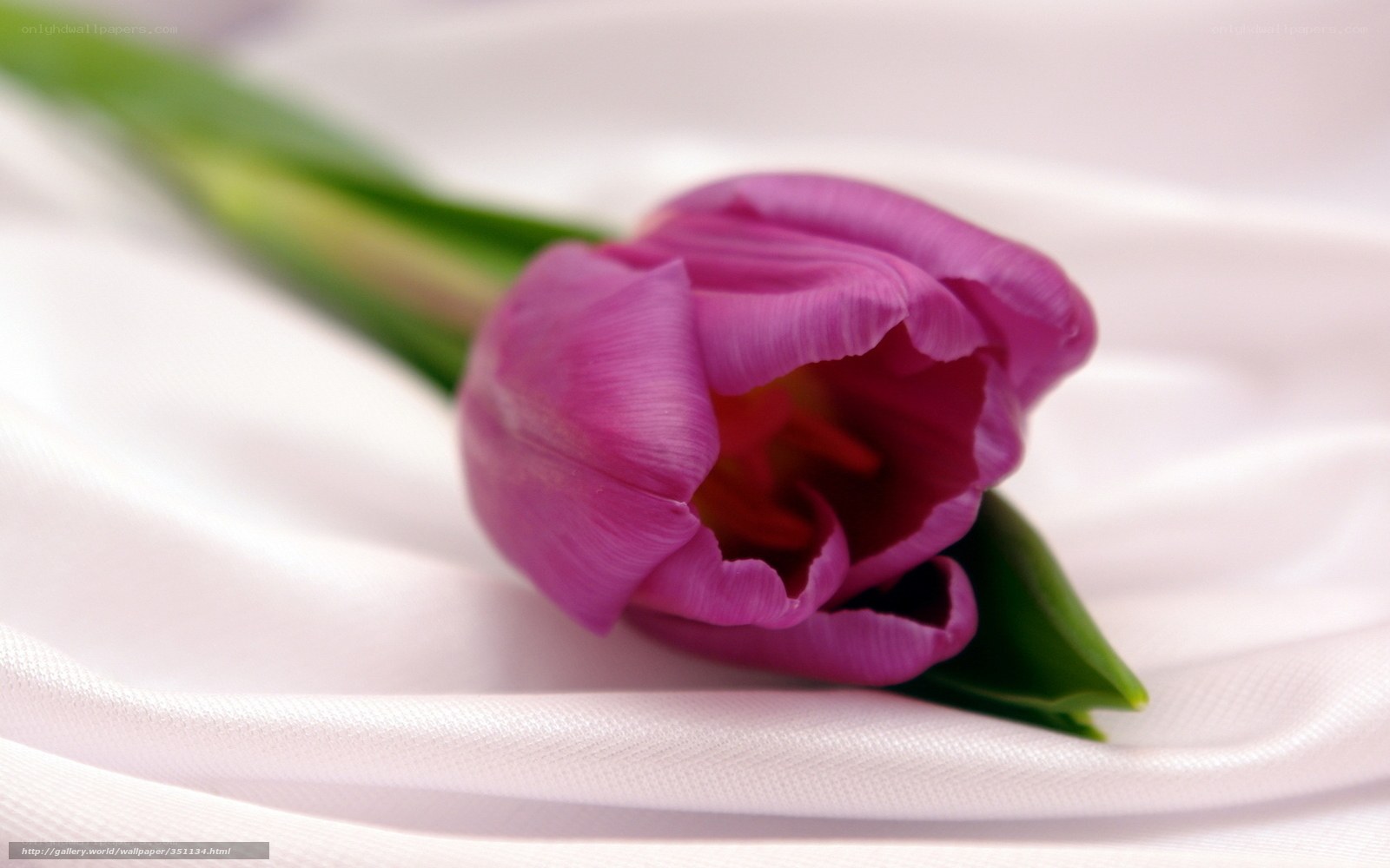 purple tulip on white fabric