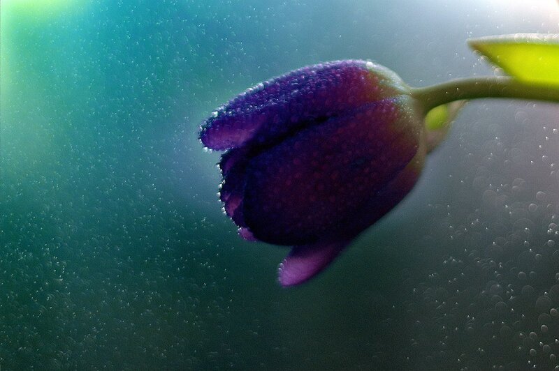 Purple Tulip Underwater
