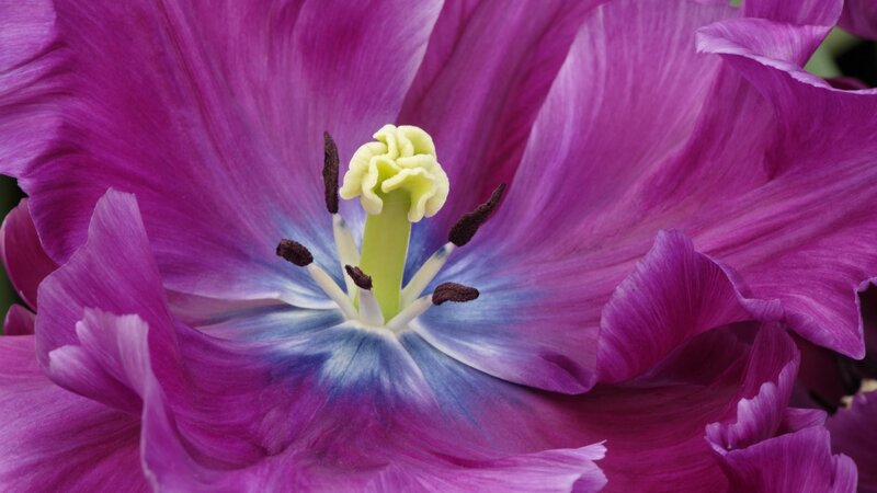 purple tulip with blue center