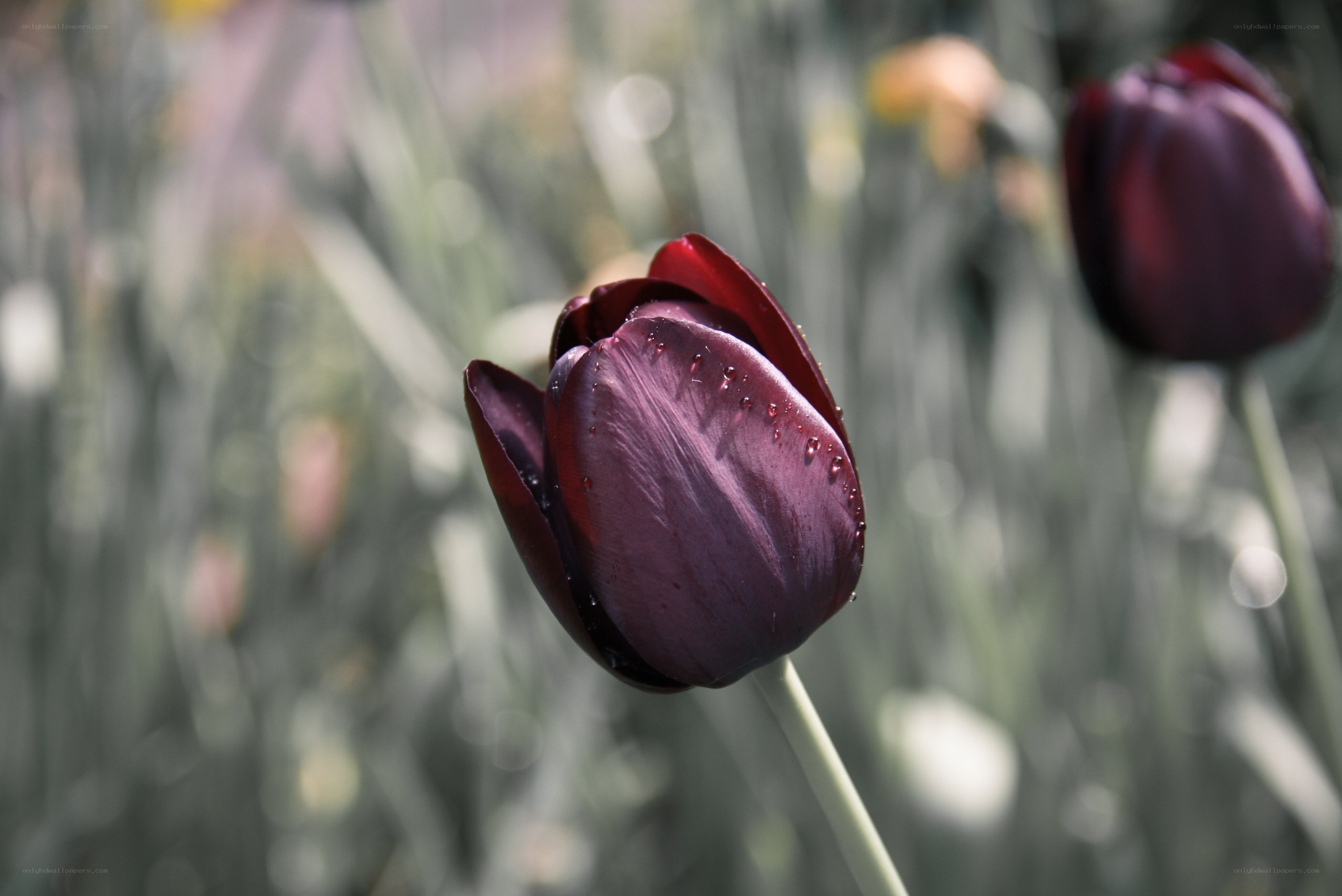 Purple tulip with dew drops