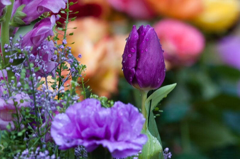 Purple Tulip with Dew
