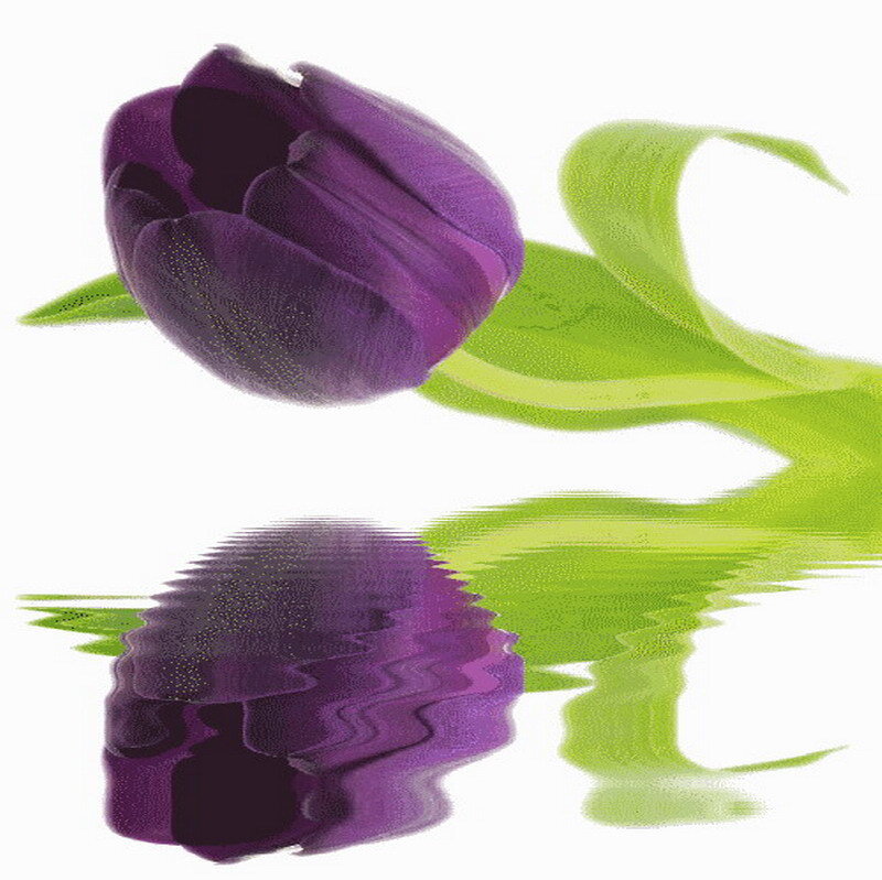 purple tulip with reflection
