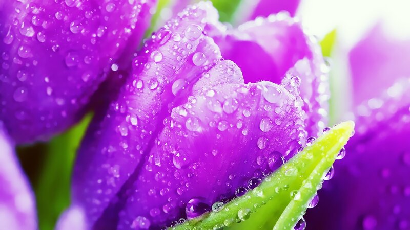 Purple tulip with water droplets