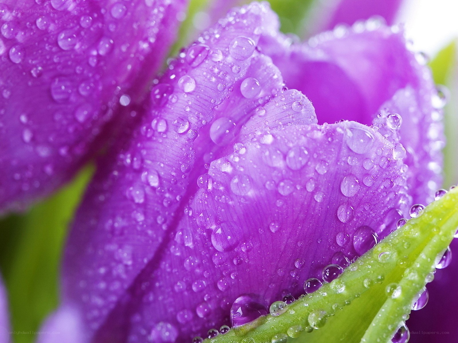 Purple tulip with water droplets