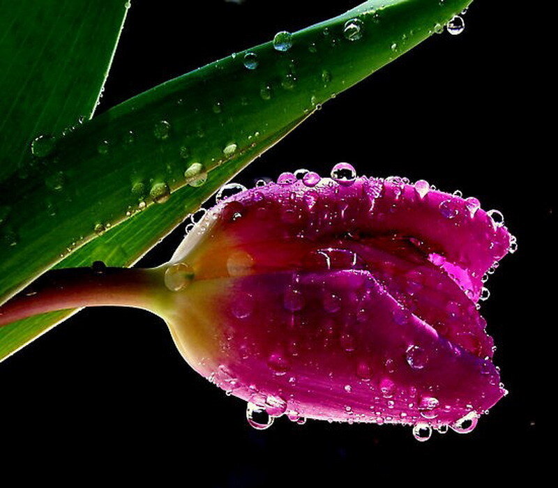 Purple tulip with water droplets