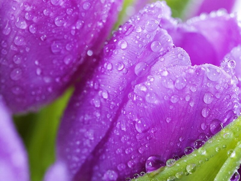 Purple Tulip with Water Droplets — Calm