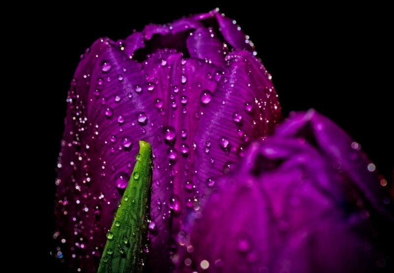 Purple Tulip with Water Droplets — Dramatic