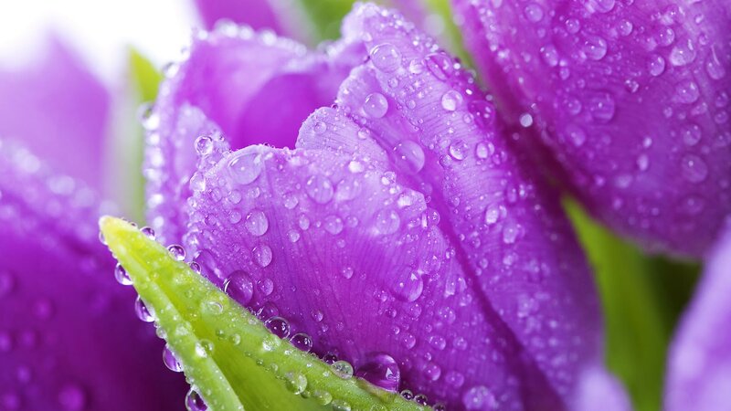 Purple Tulip with Water Droplets — Fresh