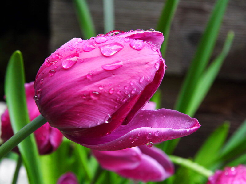Purple Tulip with Water Droplets — Pink