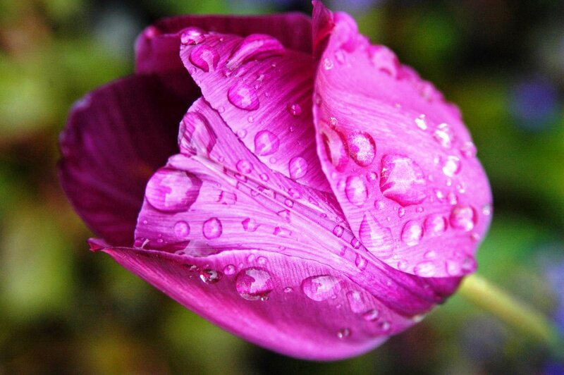 Purple Tulip with Water Droplets — Serene, Photograph, Water Droplets, Green Background