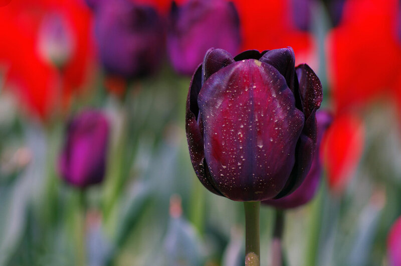 Purple Tulip with Water Droplets — Serene, Spring