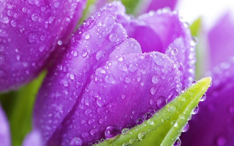Purple Tulip with Water Droplets — Serene