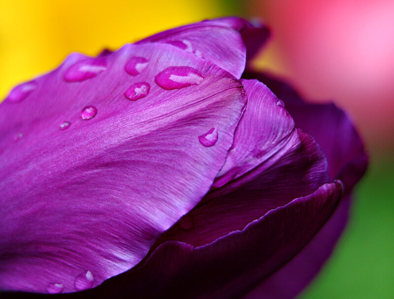 Purple Tulip with Water Droplets — Vibrant