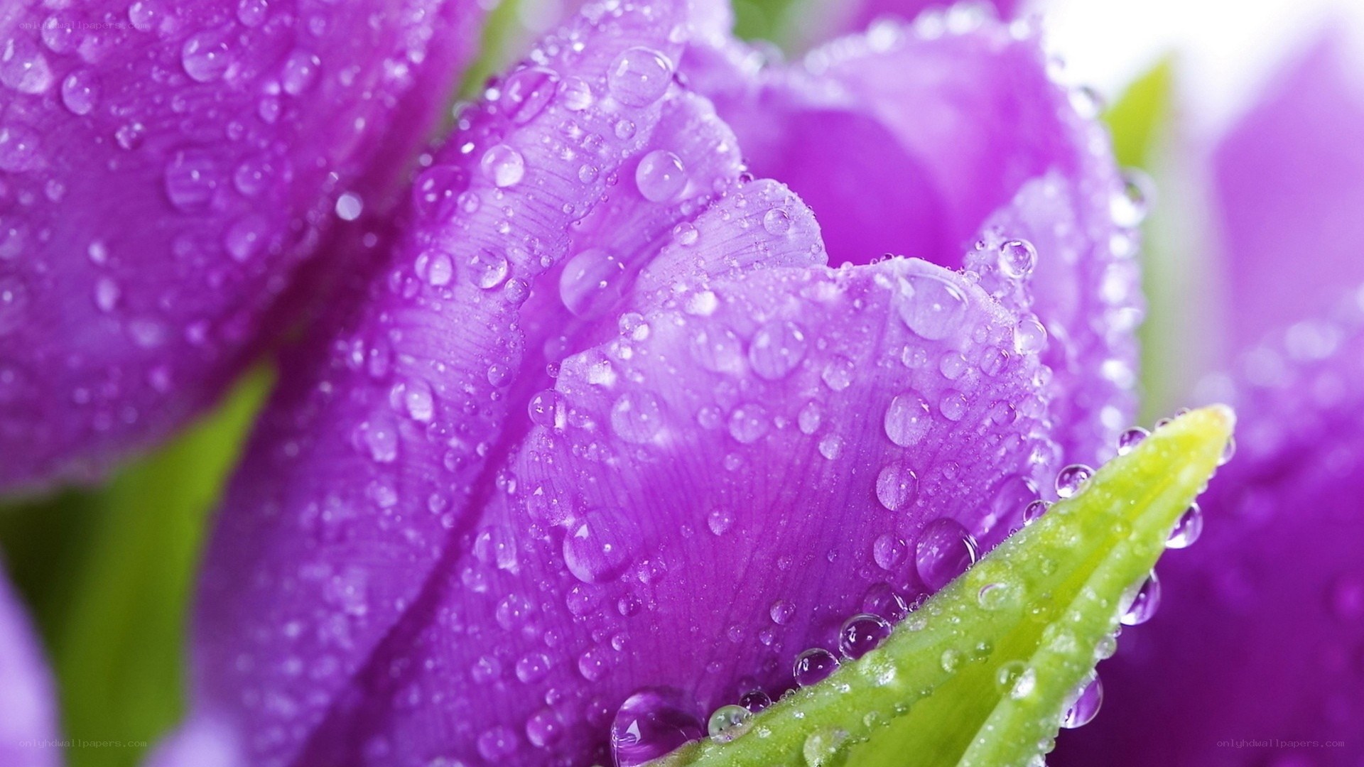 Purple tulip with water droplets