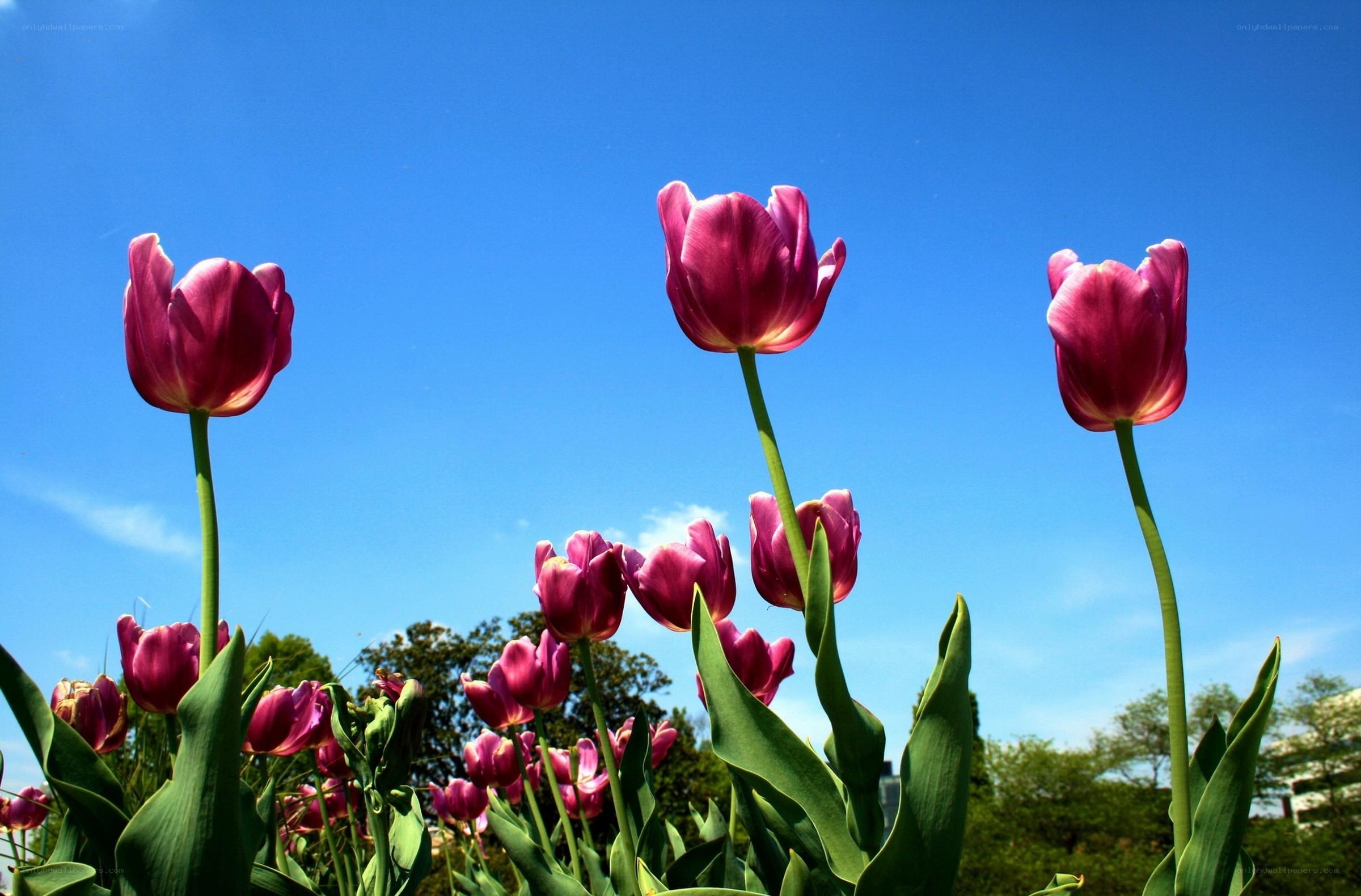 Purple tulips against blue sky