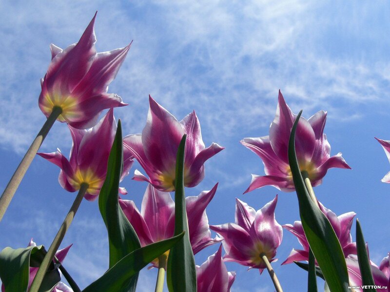 Purple Tulips Against Sky — Serene